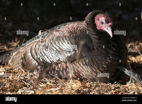 Roter Gefiederter Kopf Fotos Und Bildmaterial In Hoher Aufl Sung Alamy