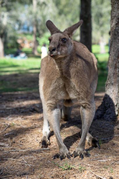 Muscular Kangaroo Stock Photos, Pictures & Royalty-Free Images - iStock