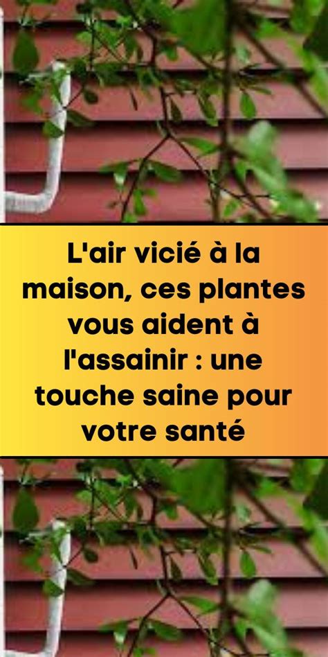 L air vicié à la maison ces plantes vous aident à l assainir une