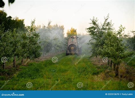 A Red Tractor Sprays Pesticides In An Apple Orchard Spraying An Apple