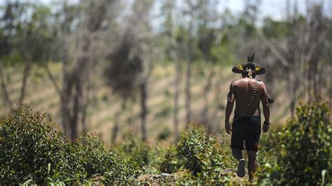 How Indigenous People Are Restoring Brazil’s Atlantic Forest - Yale E360