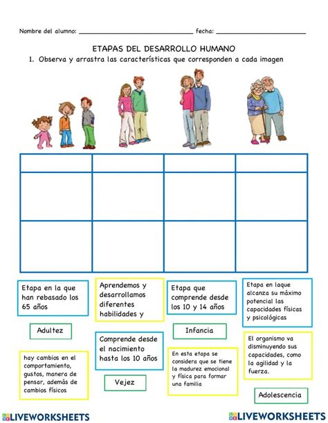 Las Etapas Del Desarrollo Humano Activity Live Worksheets Nbkomputer