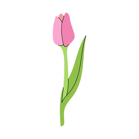 flat style flower Illustration. Tulip sketch. Back to School. 48420518 ...