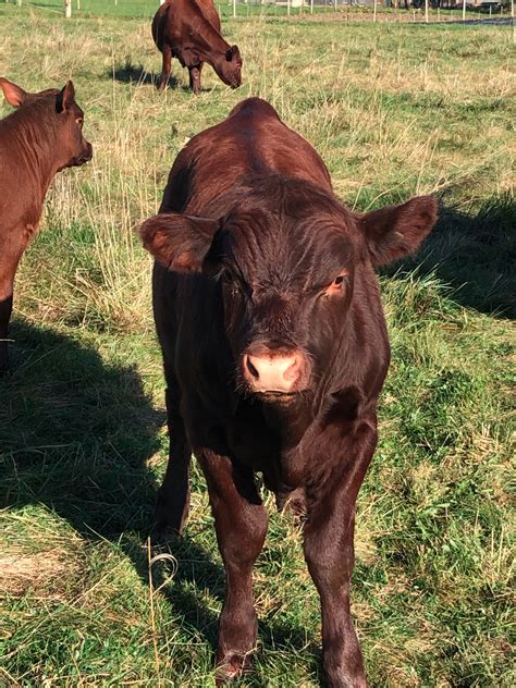 Red Poll Cattle