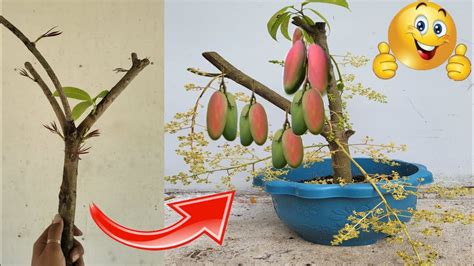 How To Graft A Mango Tree Get A Lot Of Benefits100 Youtube