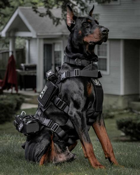 Police Doberman Doberman Puppy Doberman Pinscher Dog Doberman Dogs