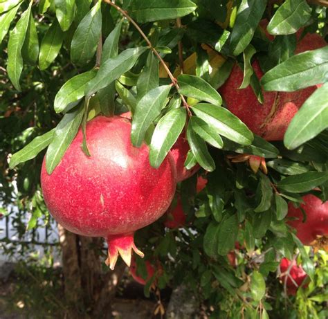 pomegranate tree | Michael Flaugh Landscape Architect