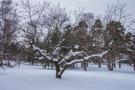 Free Images Images Sky Daytime Snow Plant Water Natural