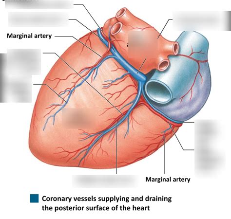 The Coronary Circulation Pt. 2 Diagram | Quizlet