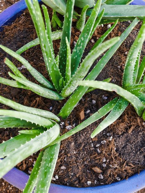 A Complete Guide To Planting Aloe Vera In Pots Joy Us Garden Care