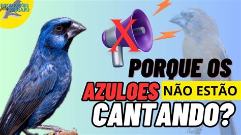 Porque os AZULÕES estão diminuindo o canto e até parando de cantar