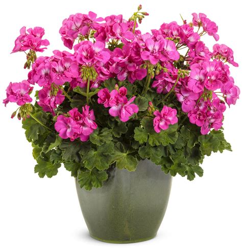 Boldly® Hot Pink - Geranium - Pelargonium interspecific | Proven Winners