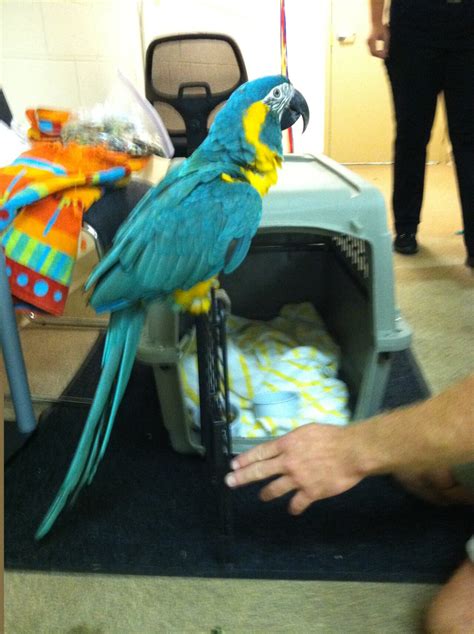 flying pets safely pet airways