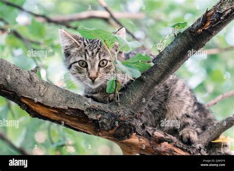 Chaton Grimper Dans L Arbre Banque De Photographies Et Dimages Haute