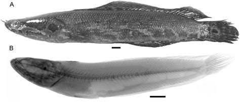 Relationships And Biogeography Of The Fossil And Living African