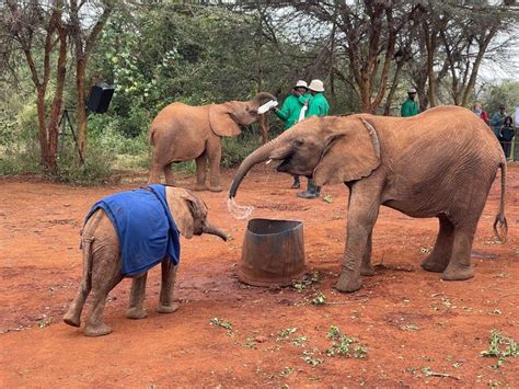 Nairobi Nairobi National Park And Elephant Orphanage Tour GetYourGuide