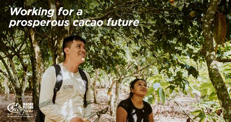 Transforming the cocoa industry for a sustainable future | Machu Picchu ...