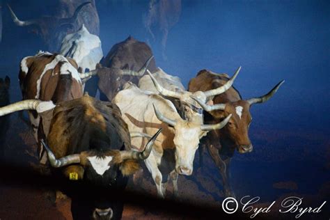 From Bulls Night Out 2014 Fwssr Fortworthstockshow Fort Worth