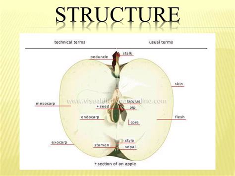 Fruits Parts And Classification Ppt