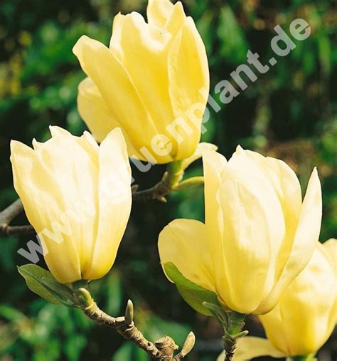 Magnolia 'Yellow River' - Gelbe Magnolie Pflanze-/Baum - www.gruenplant.de