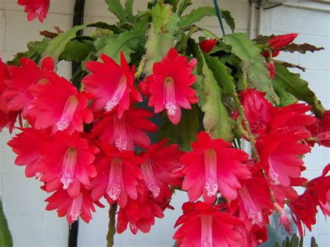 How To Grow And Care For A Red Orchid Cactus World Of Succulents