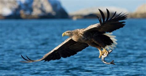 sea eagle bird facts haliaeetus az animals