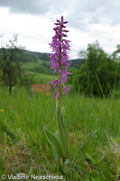 Orchis mascula vstavač mužský Pladias Databáze české flóry a vegetace