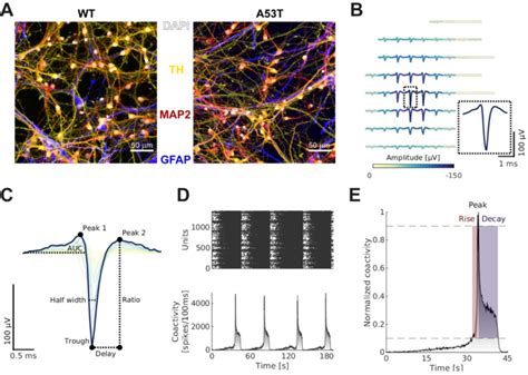 Growing Human Ipsc Derived Da Neurons On High Density Micro Electrode