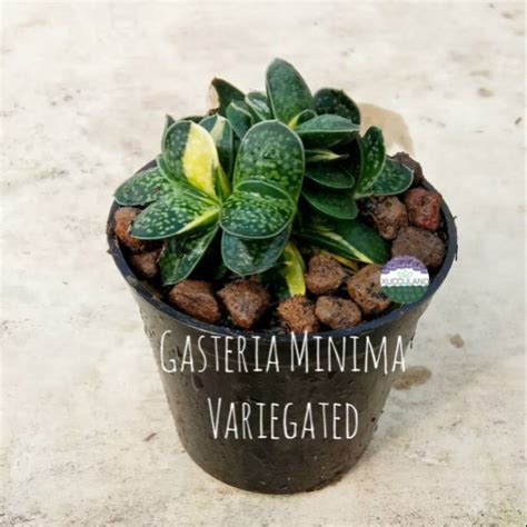 Jual Sukulen Dan Kaktus Gasteria Minima Cluster Variegated Shopee