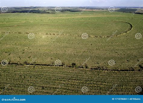 Green Sugar Cane Field on Sao Paulo State, Brazil Stock Photo - Image ...