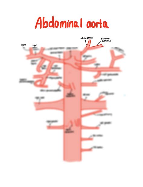 Solution Abdominal Aorta And Its Branches Studypool