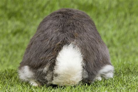 Dwarf Lop Rabbit Tail Photograph By Jean Michel Labat Pixels