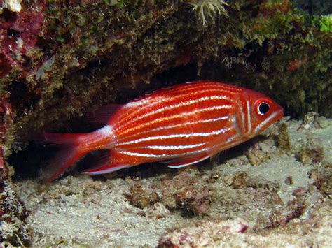 Squirrelfishes Thai Scuba