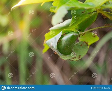 Oecophylla Smaragdina, Red Ant `s Nest Stock Photo - Image of animal, teamwork: 189695448