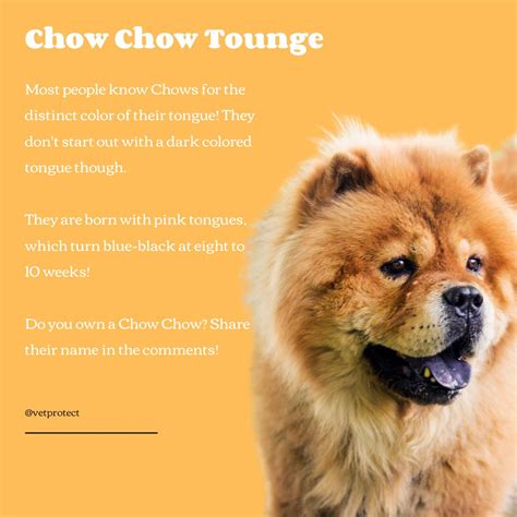 Are Chow Chow Puppies Born With Solid Blue Black Tongues