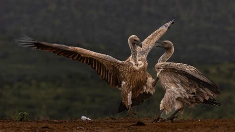 Lets Settle The Score Photograph By Peet Van Den Berg Fine Art America