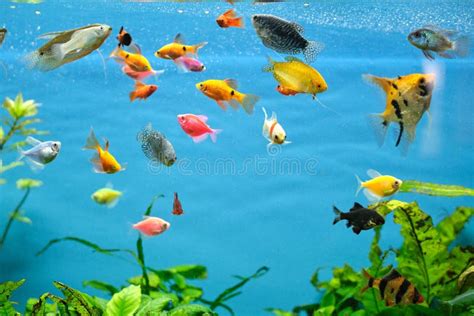 Colorful Exotic Fish Swimming In Deep Blue Water Aquarium With Green