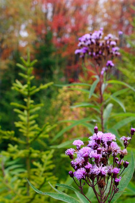 Fall Forest Wildflowers Flowers Free Nature Pictures By Forestwander Nature Photography