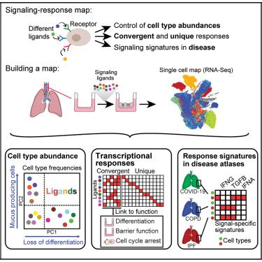 A Map Of Signaling Responses In The Human Airway Epithelium Cell Systems