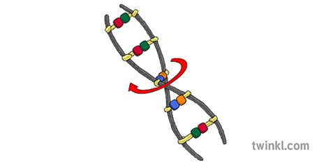 pipe cleaner dna pulas Illustration - Twinkl