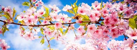 Cherry Blossom Frühling Wallpaper Spring Wallpaper Forest Wallpaper Images Wallpaper Flower