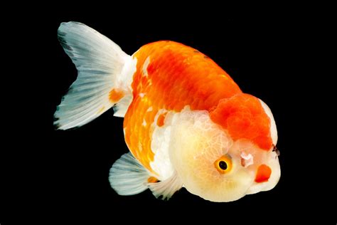 Ranchu Gold Fish Goldfish Pond Goldfish Aquarium Fish