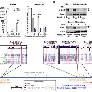 MiR 21 Is A Direct Transcriptional Target Of Stat3 A QRT PCR TaqMan