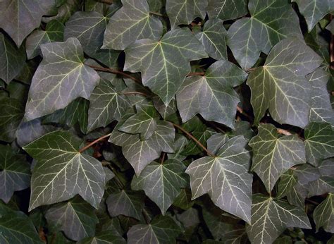 Hedera helix - Houseplant Wiki