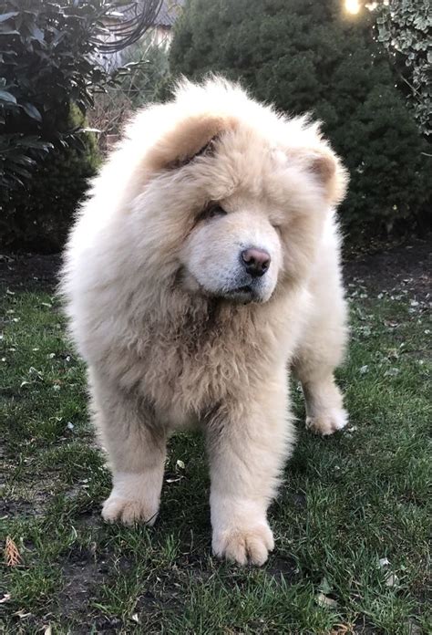 Chow Chow Piesek Opole Lubelskie OLX Pl