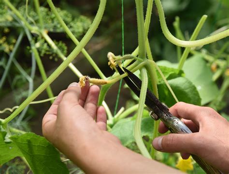 When To Fertilize Cucumber Plants For The Best Harvest Backyard Boss