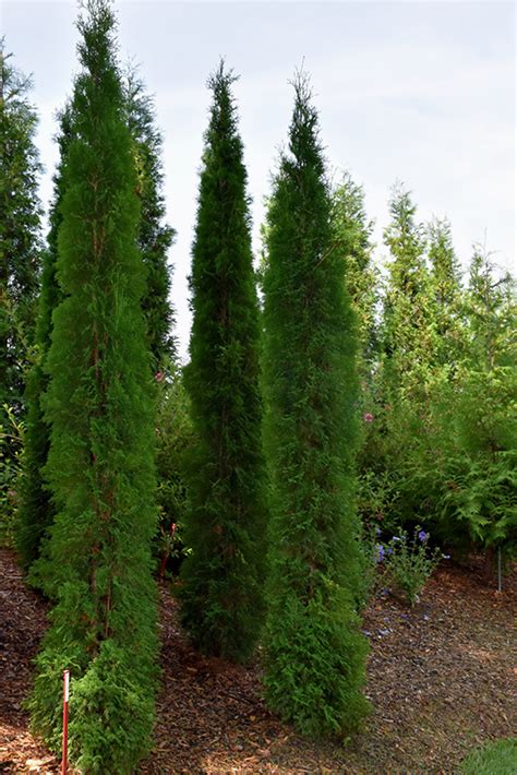 Thin Man Arborvitae Thuja Occidentalis Smtotm In Calgary Alberta