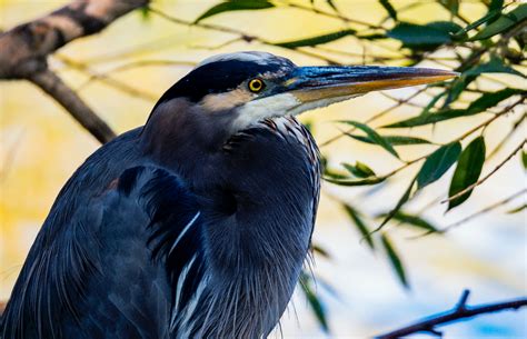 Close-up Photography of Blue Heron · Free Stock Photo