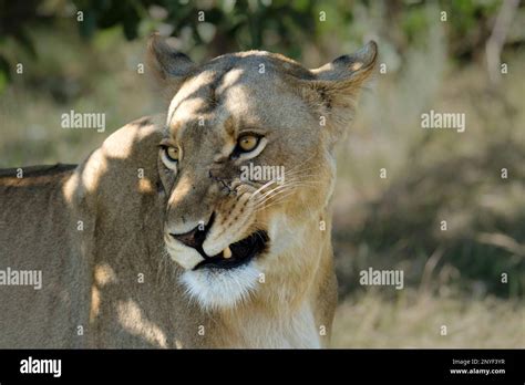 Portrait Lioness Panthera Leo Portrait Of Face Head Ears Side View