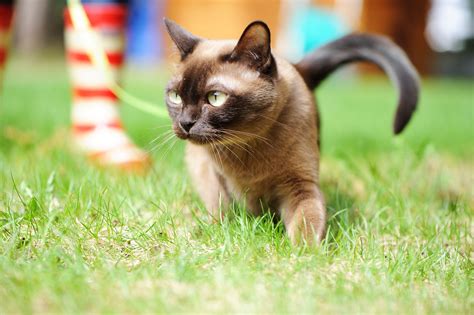 12 ‘Hypoallergenic’ Cats for People With Allergies | PetMD